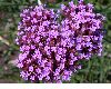 image of Verbena 