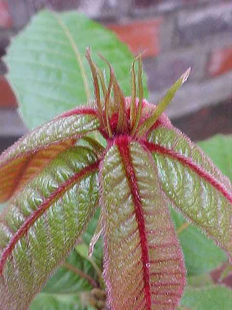 Fagaceae Quercus insignis