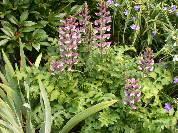 Acanthaceae Acanthus balcanicus