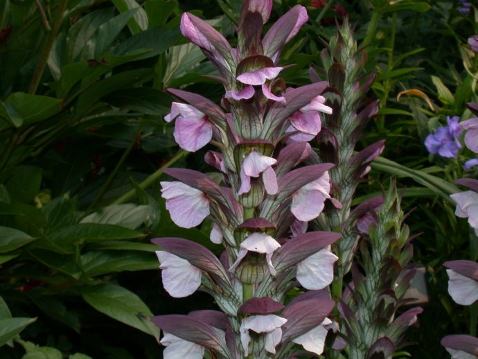 Acanthaceae Acanthus balcanicus