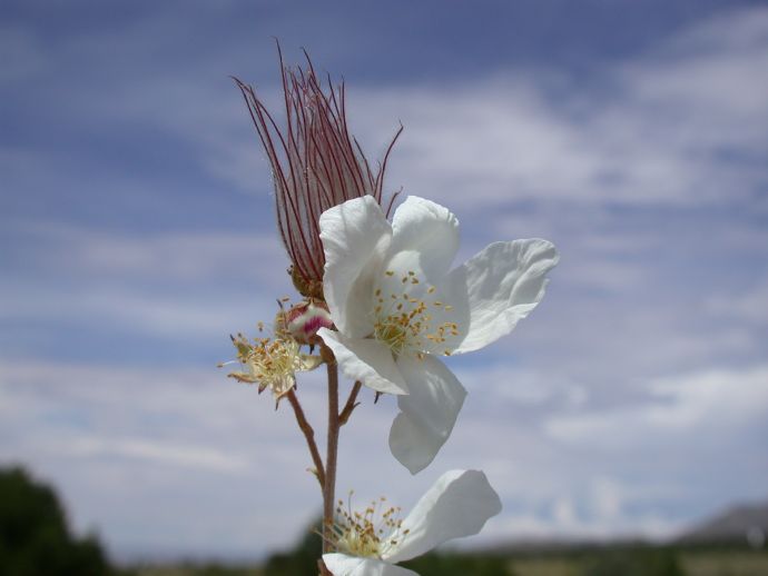 Rosaceae Fallugia paradoxa
