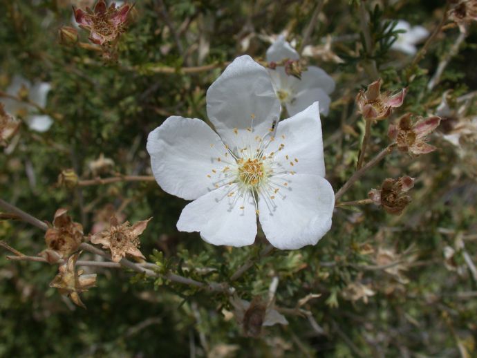 Rosaceae Fallugia paradoxa