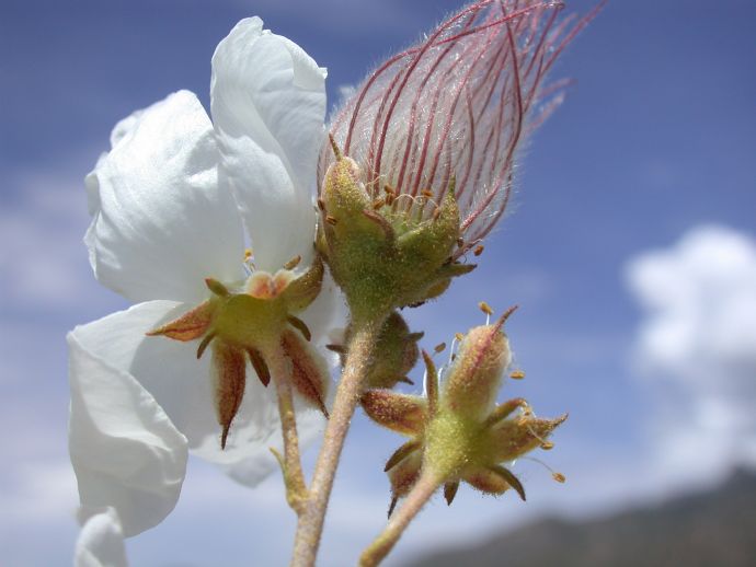 Rosaceae Fallugia paradoxa