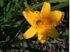 image of Hemerocallis 