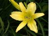 image of Hemerocallis 