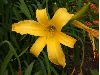 image of Hemerocallis 