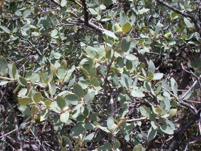 Fagaceae Quercus grisea