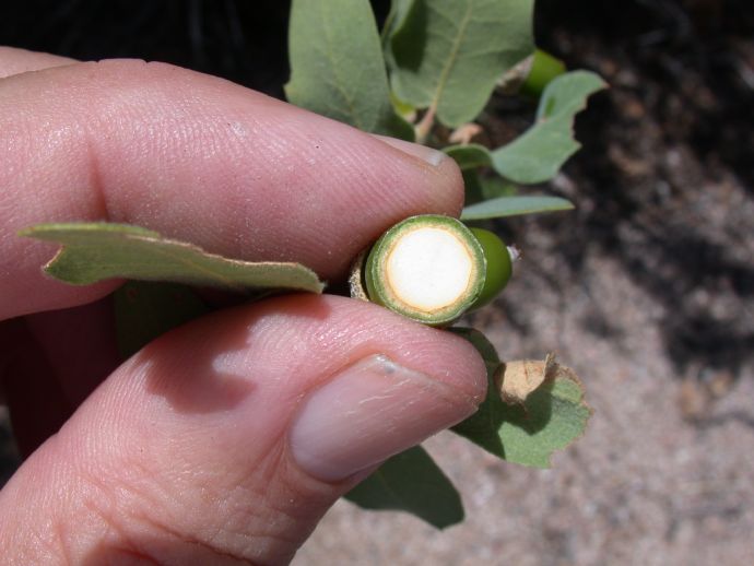 Fagaceae Quercus grisea