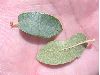 image of Quercus grisea