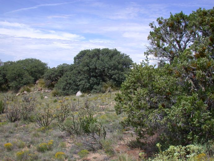 Fagaceae Quercus grisea