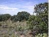 image of Quercus grisea
