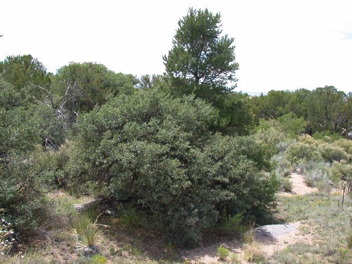 Fagaceae Quercus grisea