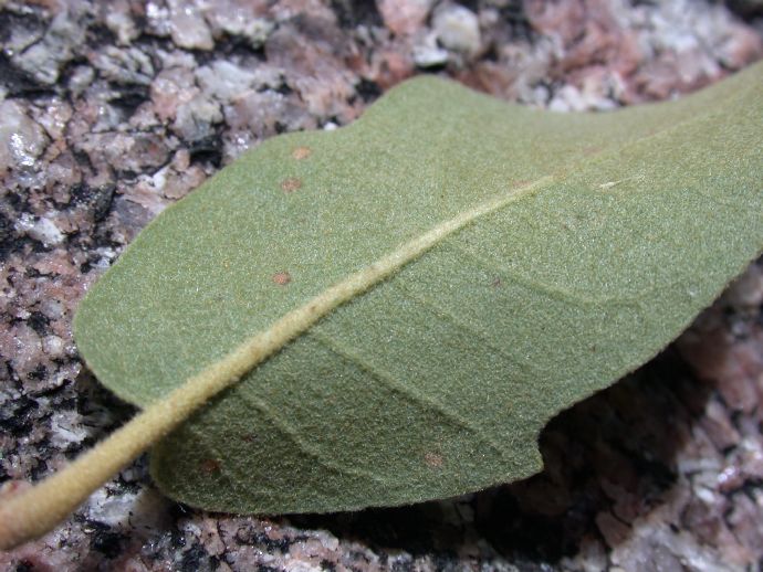 Fagaceae Quercus grisea
