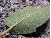 image of Quercus grisea