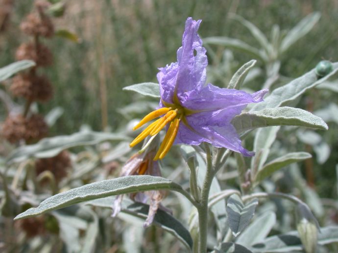 Solanaceae Solanum elaeagnifolium