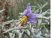 image of Solanum elaeagnifolium