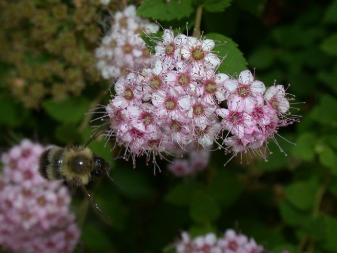 Rosaceae Spiraea 