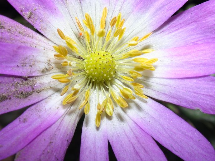 Ranunculaceae Anemone 