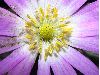 image of Anemone 