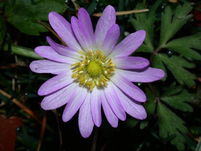 Ranunculaceae Anemone 