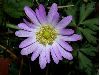 image of Anemone 
