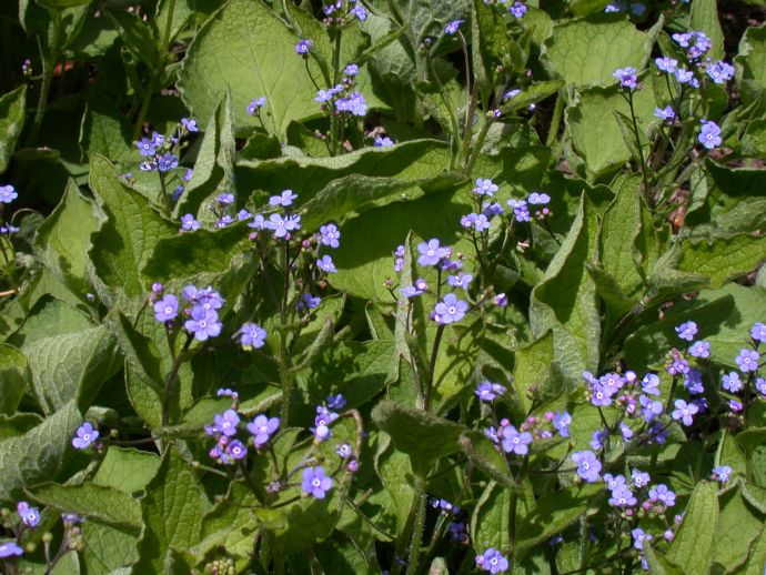 Boraginaceae Brunnera macrophylla