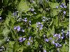 image of Brunnera macrophylla