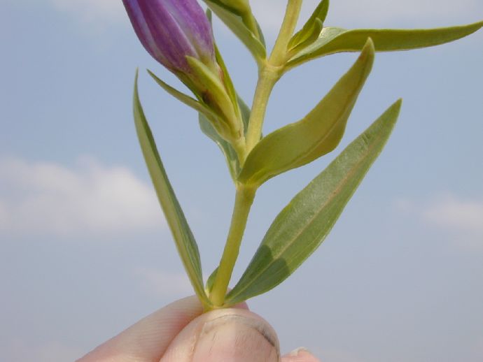 Gentianaceae  