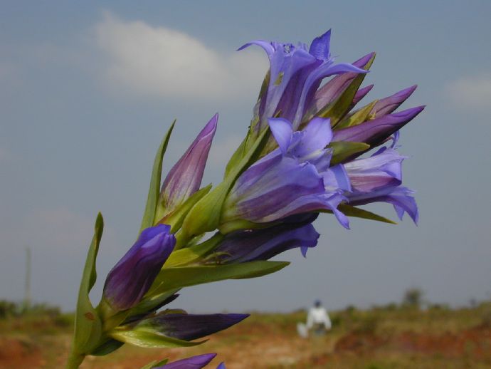 Gentianaceae  