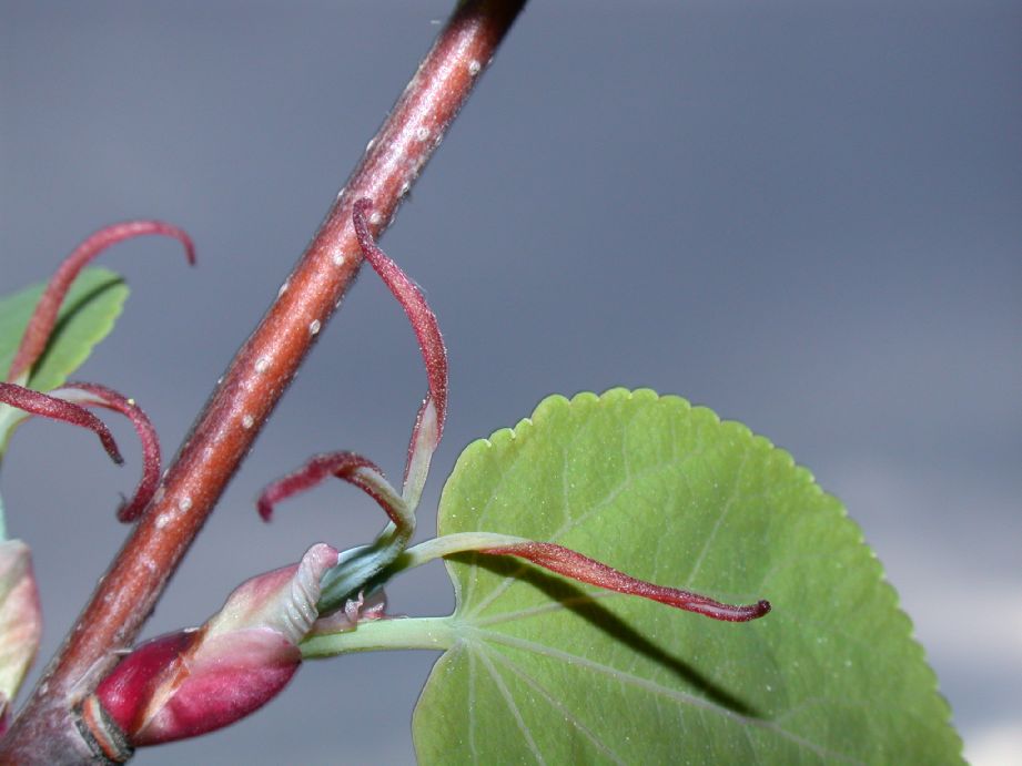 Cercidiphyllaceae Cercidiphyllum japonicum
