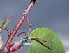 image of Cercidiphyllum japonicum