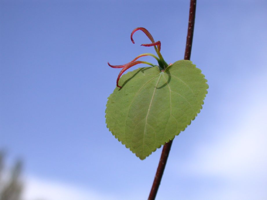 Cercidiphyllaceae Cercidiphyllum japonicum