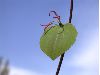 image of Cercidiphyllum japonicum