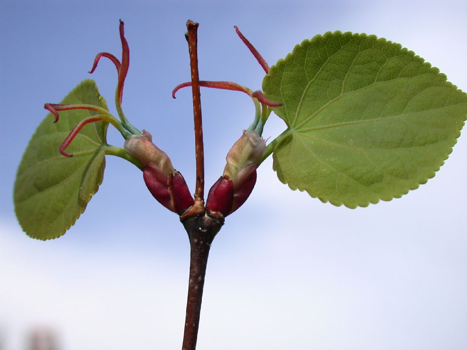 Cercidiphyllaceae Cercidiphyllum japonicum