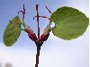 image of Cercidiphyllum japonicum