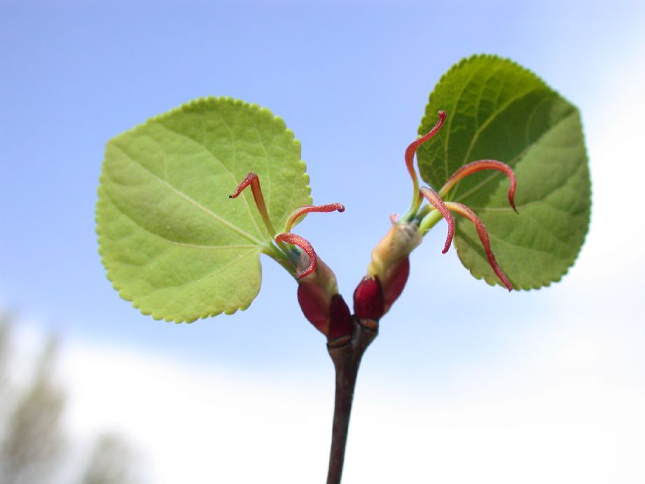 Cercidiphyllaceae Cercidiphyllum japonicum