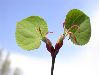 image of Cercidiphyllum japonicum