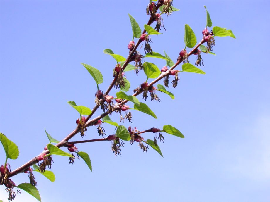 Cercidiphyllaceae Cercidiphyllum japonicum