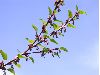 image of Cercidiphyllum japonicum