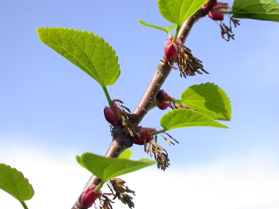 Cercidiphyllaceae Cercidiphyllum japonicum