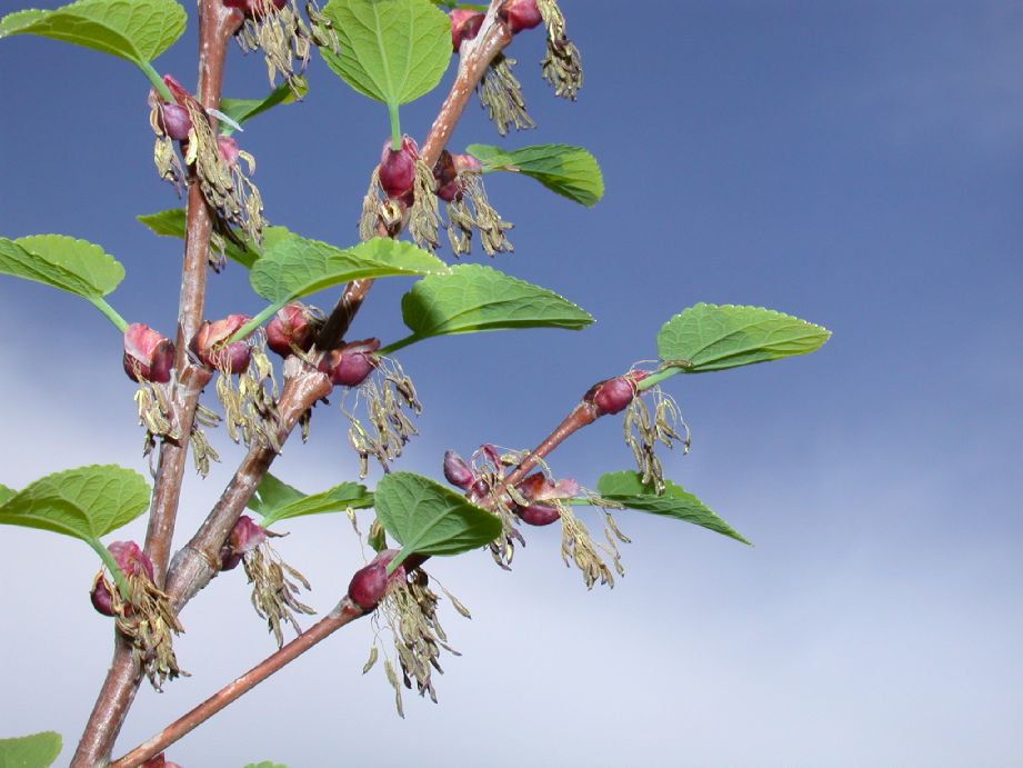 Cercidiphyllaceae Cercidiphyllum japonicum