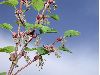 image of Cercidiphyllum japonicum