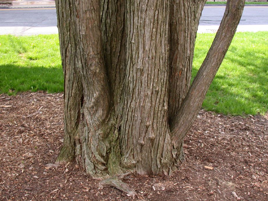 Cercidiphyllaceae Cercidiphyllum japonicum