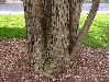 image of Cercidiphyllum japonicum