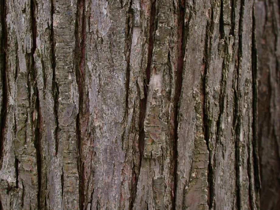 Cercidiphyllaceae Cercidiphyllum japonicum