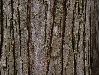 image of Cercidiphyllum japonicum