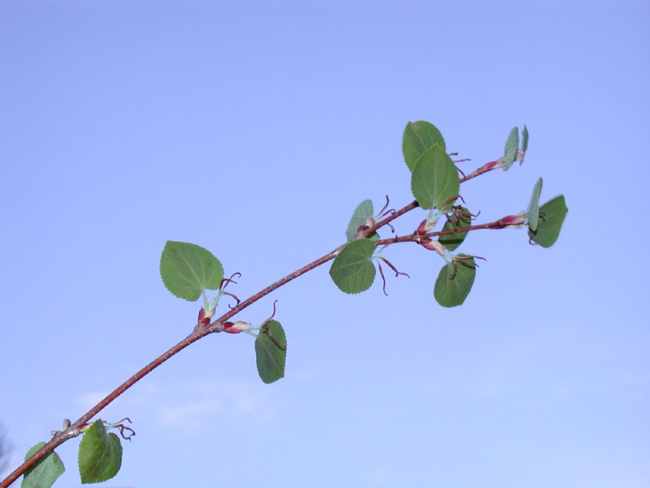 Cercidiphyllaceae Cercidiphyllum japonicum