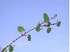 image of Cercidiphyllum japonicum