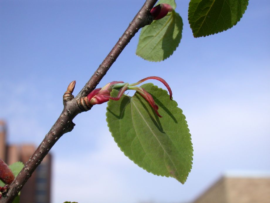 Cercidiphyllaceae Cercidiphyllum japonicum