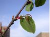 image of Cercidiphyllum japonicum
